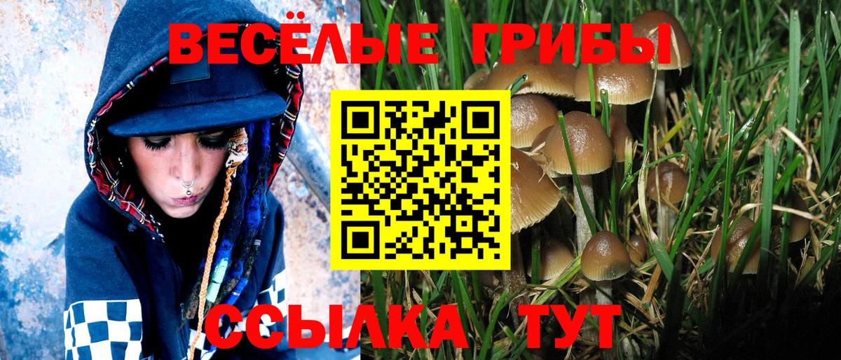 Галлюциногенные грибы Psilocybe Старый Оскол